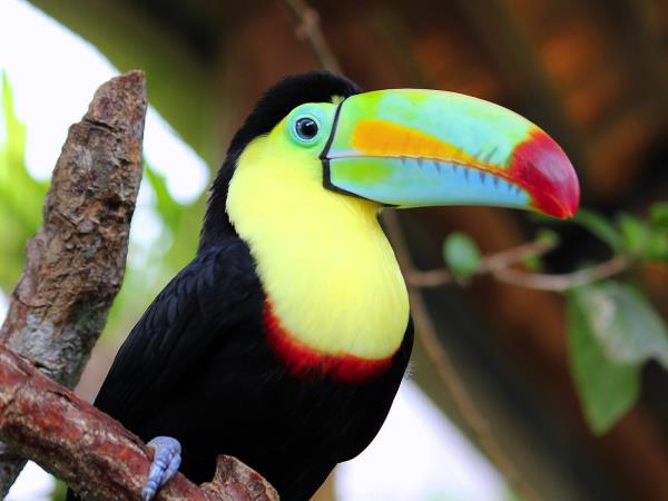 Tailor made Costa Rica wildlife vacation