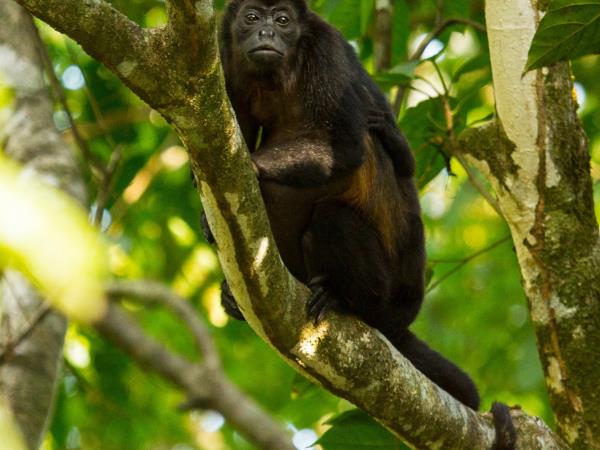 Tailor made Costa Rica wildlife vacation