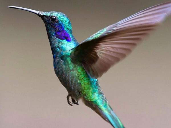 Tailor made Costa Rica wildlife vacation