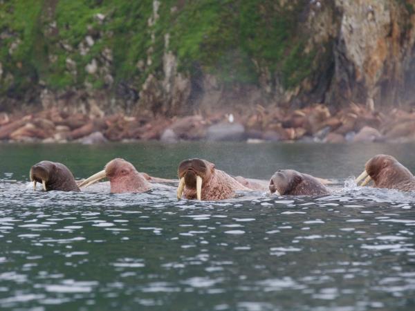 North East passage cruise, Russia