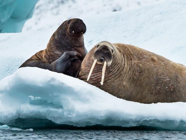 North East passage cruise, Russia