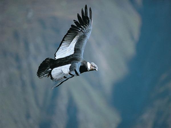 Classic Peru tailor made tour