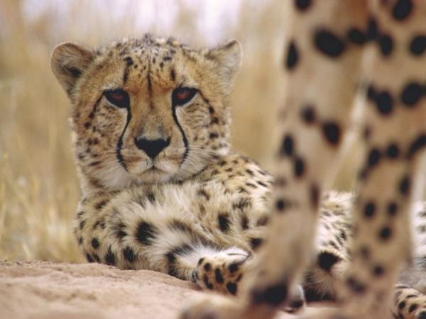 Namibia camping safari