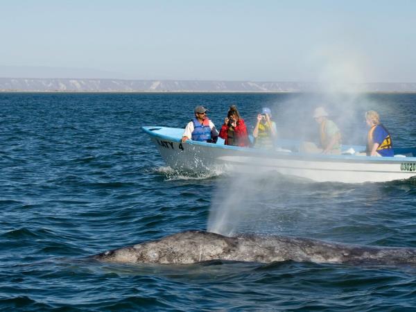 Mexico wildlife and sea kayaking expedition