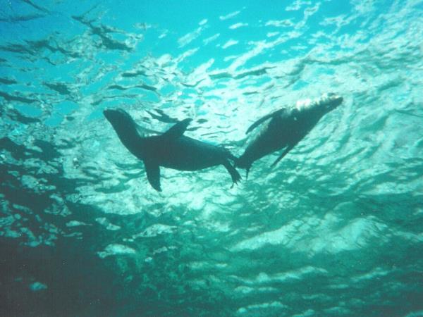 Mexico wildlife and sea kayaking expedition