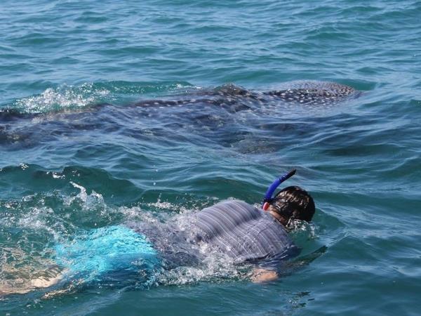 Mexico multi-activity and whale adventure