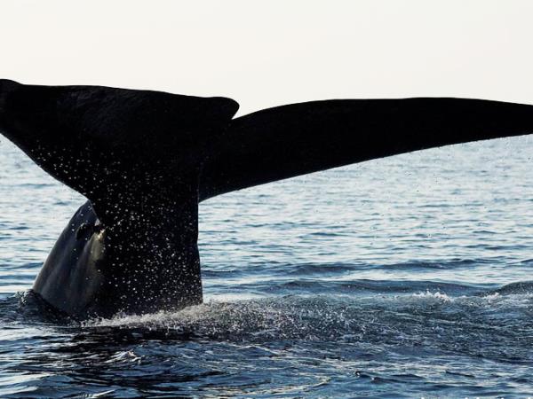 Mexico multi-activity and whale adventure