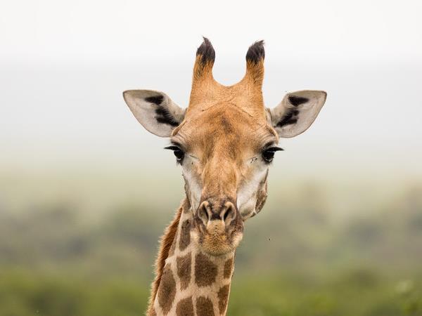 Kruger & coast vacation in South Africa