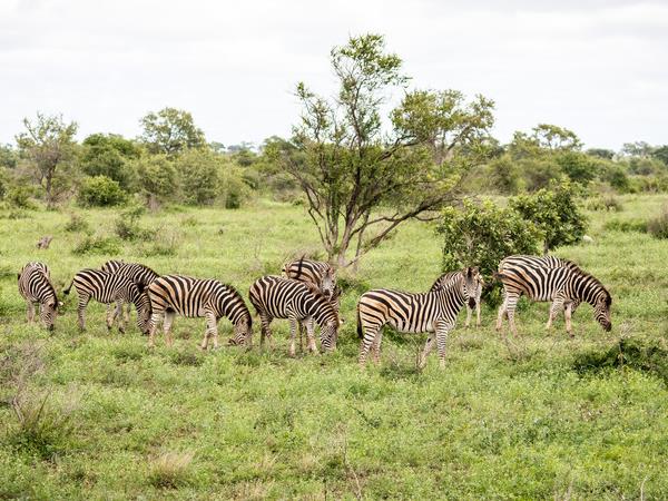 Kruger & coast vacation in South Africa