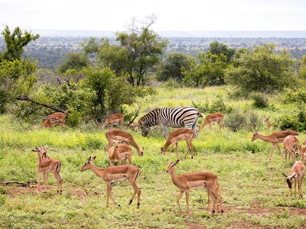 Kruger & coast vacation in South Africa