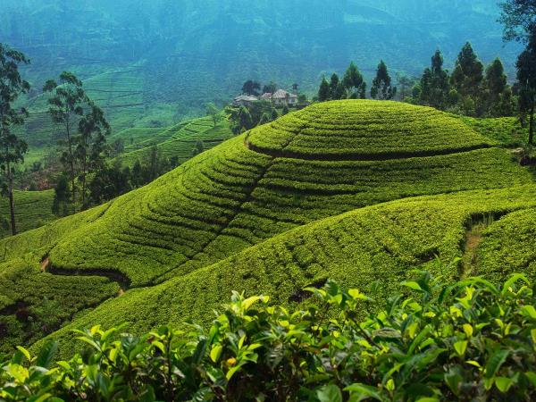 Luxury Tour in Sri Lanka