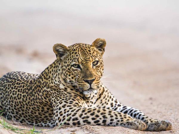 Luxury Tour in Sri Lanka