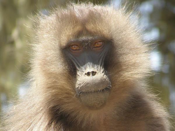 Ethiopia wildlife tours