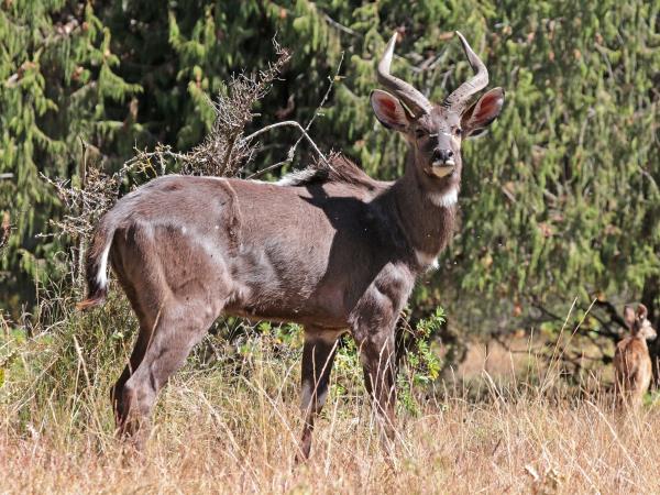 Ethiopia wildlife tours