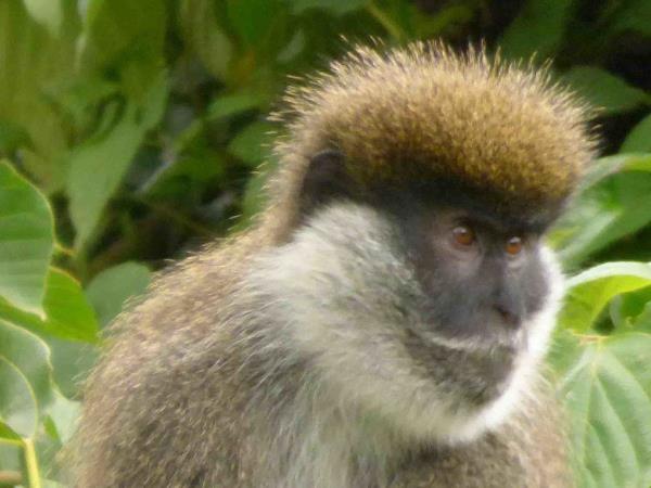 Ethiopia wildlife tours