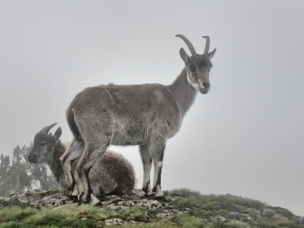 Ethiopia wildlife tours