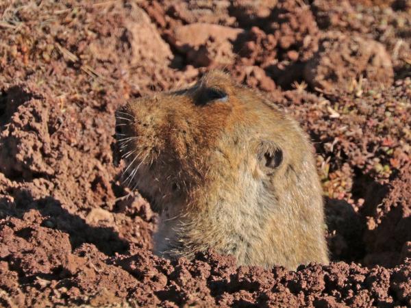Ethiopia wildlife tours