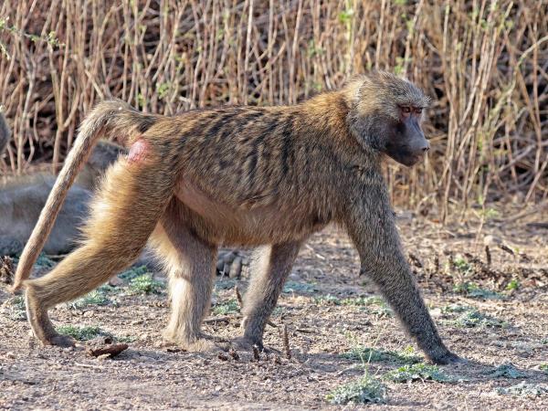 Ethiopia wildlife tours
