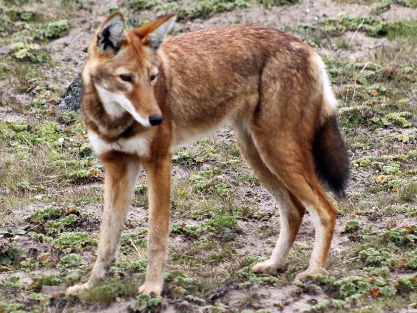 Ethiopia wildlife tours