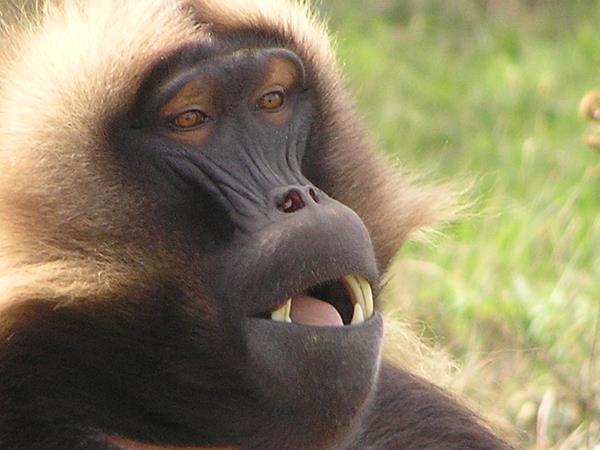 Ethiopia wildlife tours