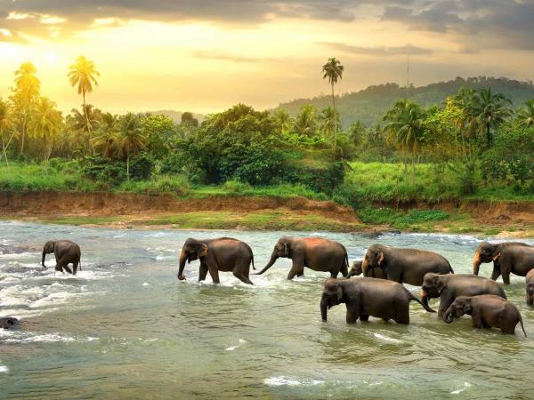 Sri lanka luxury family tour