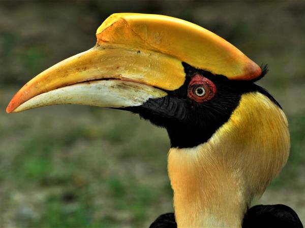 Laos Wildlife sanctuary volunteering vacation