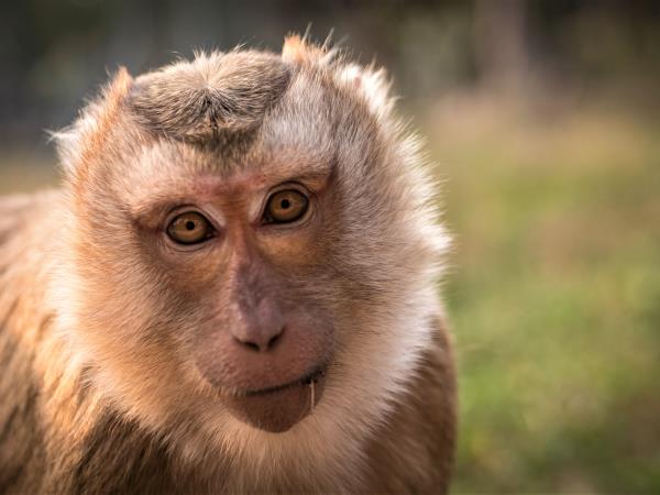 Laos Wildlife sanctuary volunteering vacation