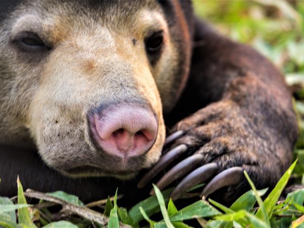 Laos Wildlife sanctuary volunteering vacation