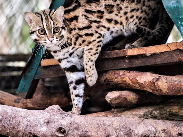 Laos Wildlife sanctuary volunteering vacation