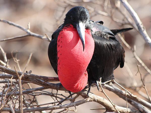 Ecuador railway vacation with Galapagos cruise