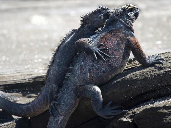 Galapagos adventure vacation