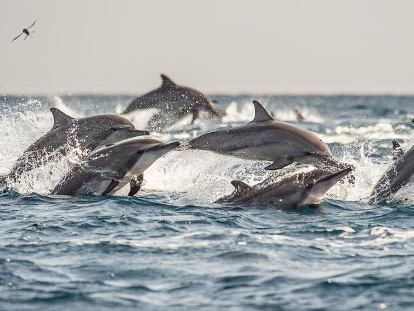 Sri Lanka Eastern explorer tour