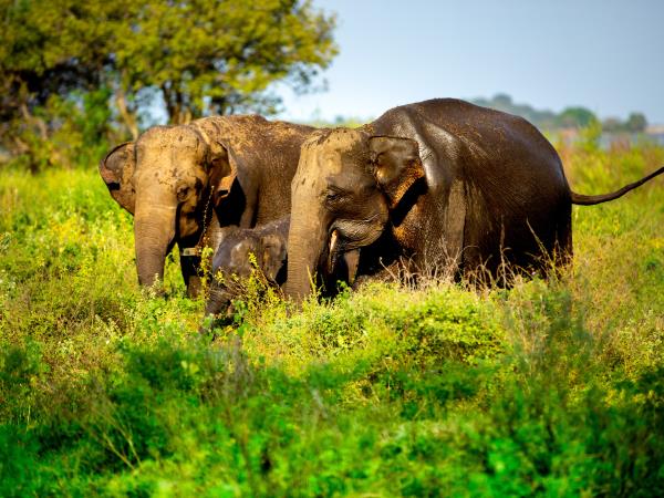 Sri Lanka Eastern explorer tour