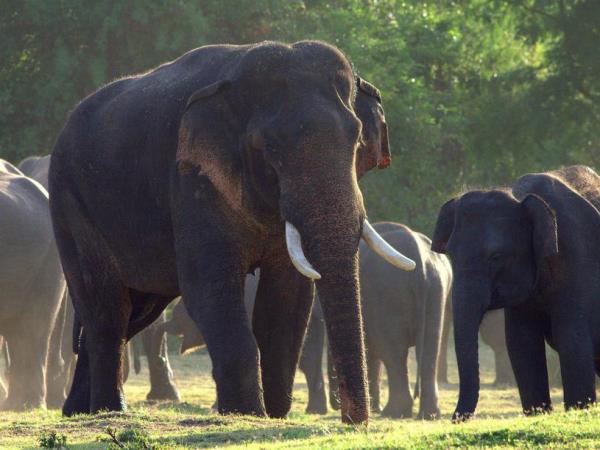 Sri Lanka off the beaten track tour