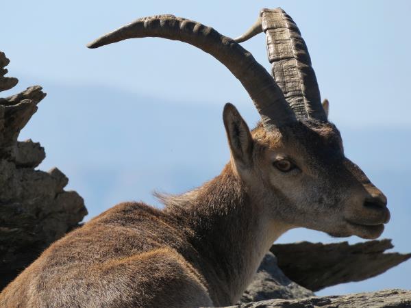 Alpujarra wildlife walking vacation