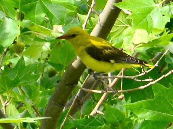 Alpujarra wildlife walking vacation