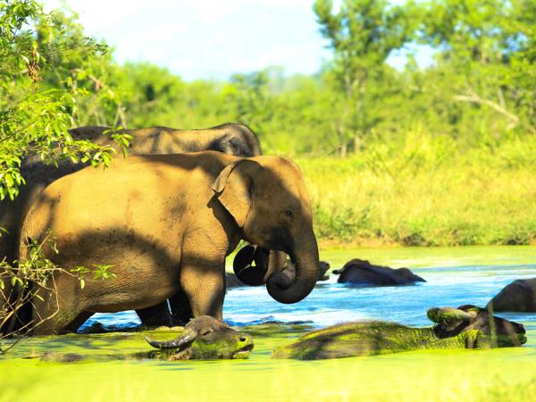 Sri Lanka wildlife and culture tour