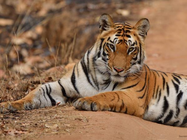Tiger and Kerala beaches tour in India