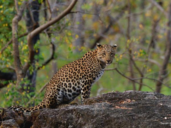 Tiger and Kerala beaches tour in India