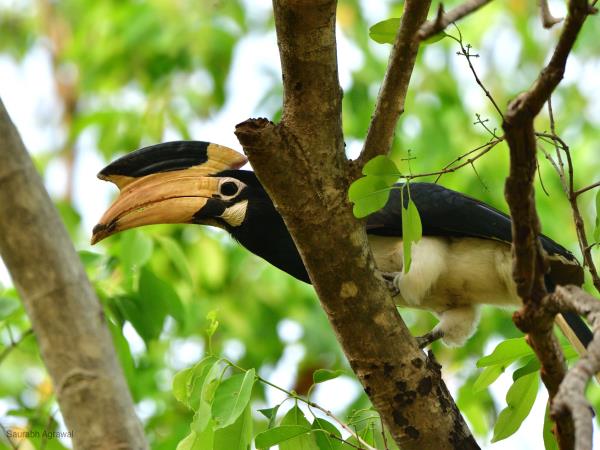 Tiger and Kerala beaches tour in India
