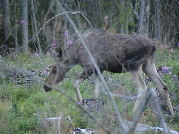 Norway wildlife vacation, walking safari