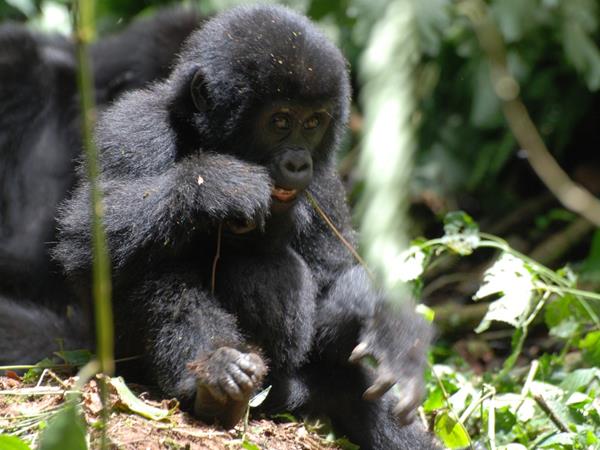 4 day gorilla safari in Uganda