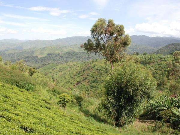 4 day gorilla safari in Uganda