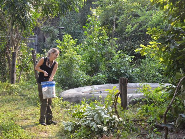 Volunteering with bears in Cambodia