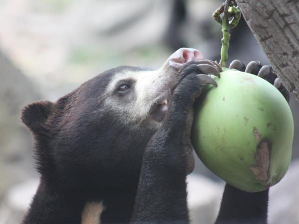 Volunteering with bears in Cambodia
