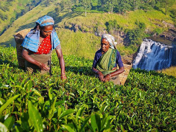 Sri Lanka small group tour, a food adventure