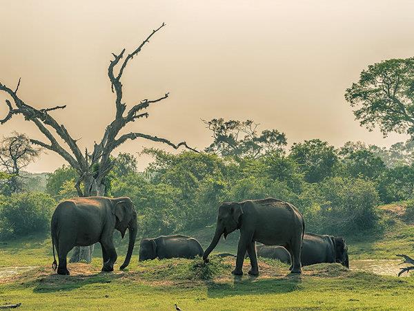 Sri Lanka small group tour, a food adventure