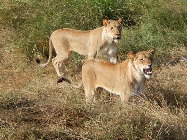 Rwanda vacation, gorillas and wildlife adventure
