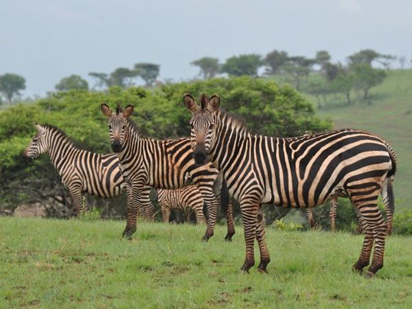 Rwanda vacation, gorillas and wildlife adventure