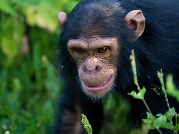 Rwanda vacation, gorillas and wildlife adventure